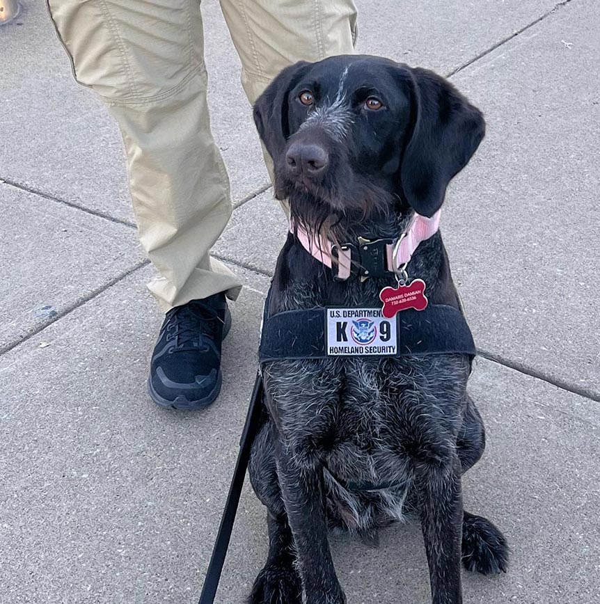 TSA K9 sitting with harness and handler