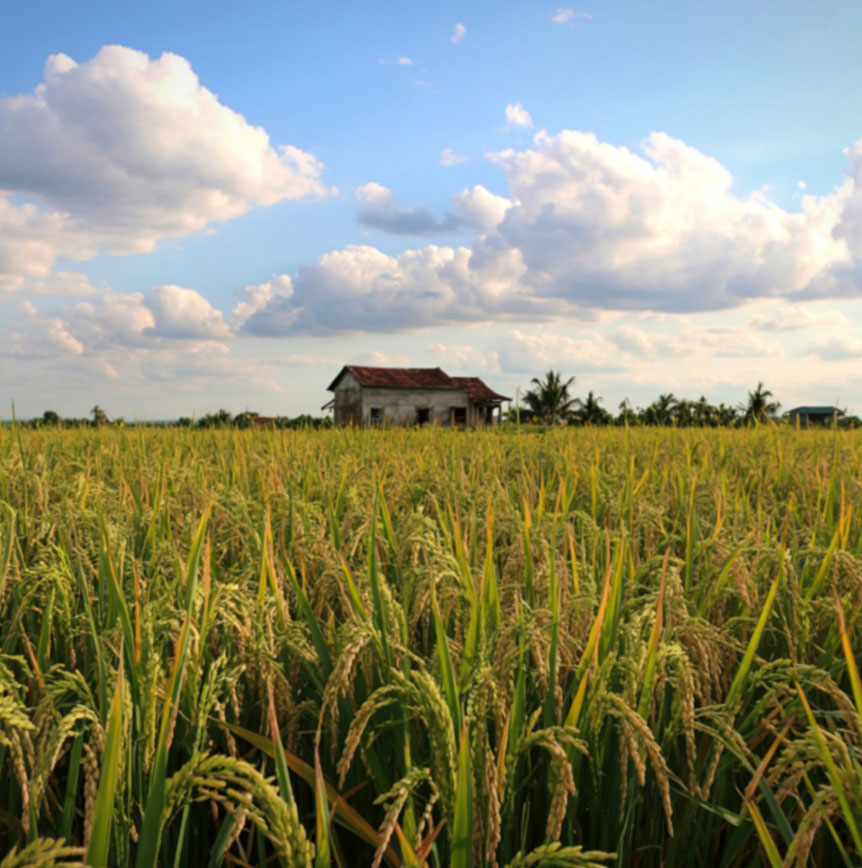 Rural landscape with a farmhouse surrounded by crops under a broad sky, representing the communities served by Rural Health Transformation initiatives.